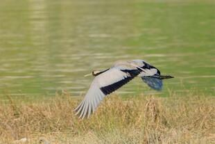 灰背椋鸟于水边展翅飞翔