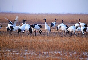 湿地中群舞的优雅丹顶鹤
