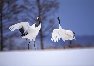 雪地中双鹤起舞