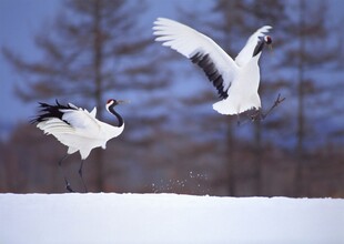 雪地中双鹤展翅高飞