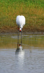 白鹭水中低头觅食瞬间