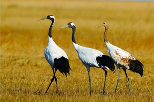 丹顶鹤漫步金黄草地