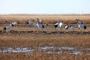 湿地中的珍稀鸟类群聚