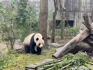 林间熊猫啃食鲜竹