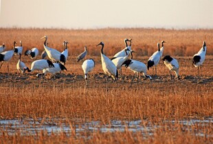 湿地中起舞的优雅丹顶鹤