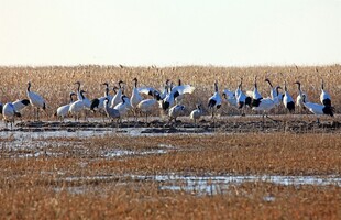 湿地群鸟栖息场景