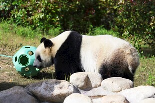 熊猫玩绿色玩具