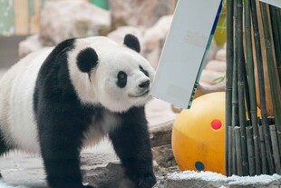可爱熊猫于雪地玩耍