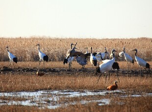 湿地群鹤栖息美景