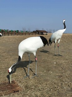 丹顶鹤在草地觅食