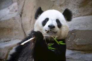 熊猫惬意享用新鲜竹子