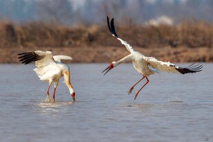 白鹳于水中嬉戏