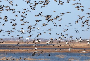 群鸟翔集于水域上空