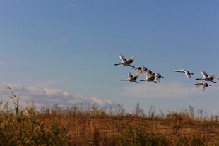 群鸟翱翔于旷野蓝天