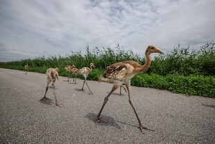 公路上行走的几只鸵鸟
