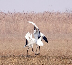 丹顶鹤于湿地优雅起舞