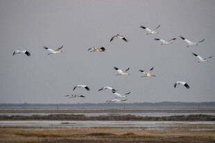 群鸟翱翔于广袤天地间