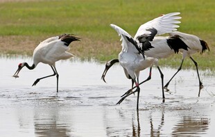 湿地中起舞的优雅丹顶鹤
