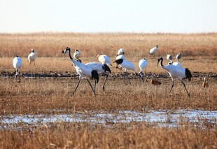 湿地中优雅起舞的丹顶鹤