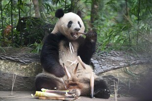 熊猫惬意进食新鲜竹子