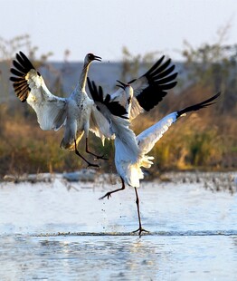 丹顶鹤于水边优雅起舞