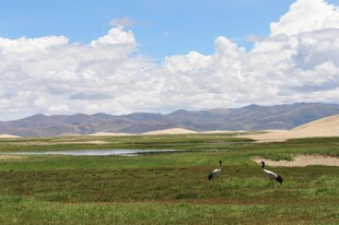 草原风光与漫步的动物