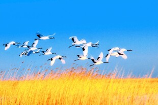 蓝天金草上的飞鸟群