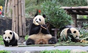 三只熊猫悠闲进食场景
