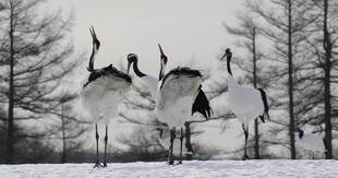 雪地中优雅的丹顶鹤群