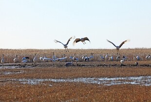 湿地群鸟展翅飞翔