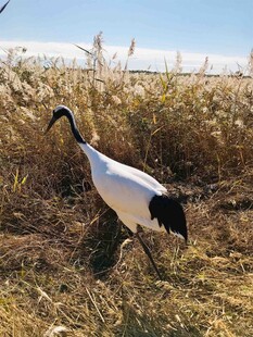 丹顶鹤漫步于金黄草地