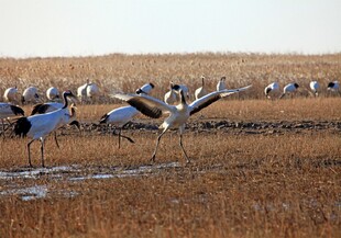 湿地群鹤起舞