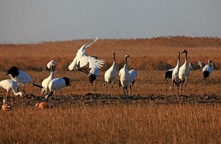 草原上群鹤起舞