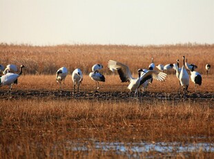 湿地群鹤起舞