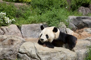 熊猫惬意趴于岩石之上