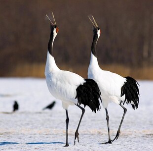 雪地中双鹤优雅共舞