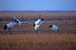 湿地中起舞的优雅丹顶鹤