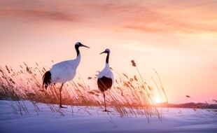 夕阳下的双鹤漫步