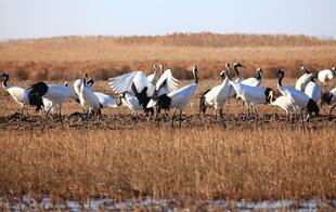 湿地群鸟栖息美景
