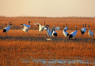 夕阳下群鹤于田野起舞