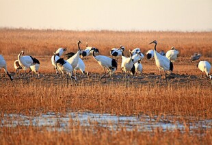 湿地丹顶鹤群展翅欲飞
