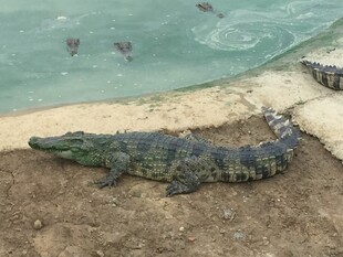 岸边休憩的鳄鱼