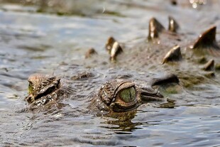 水中鳄鱼双眼露出水面