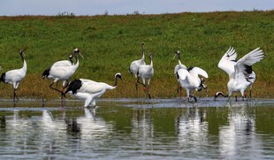 湿地中展翅的优雅丹顶鹤