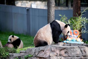 熊猫享用生日蛋糕欢乐场景