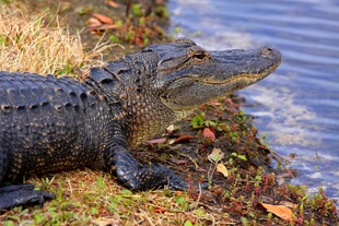 岸边休憩的鳄鱼