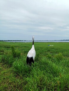 湿地中的优雅丹顶鹤