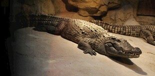 展示中的鳄鱼标本