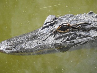 水中鳄鱼头部特写