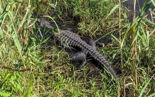 草丛中的小鳄鱼